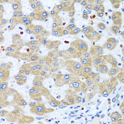 NMU / Neuromedin U Antibody - Immunohistochemistry of paraffin-embedded human liver using NMU antibody at dilution of 1:100 (40x lens).
