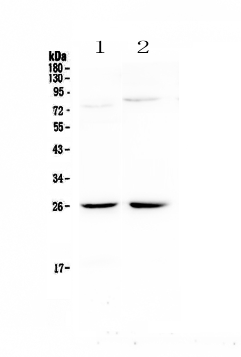 NMU / Neuromedin U Antibody - Western blot - Anti-NMU/Neuromedin U Picoband antibody