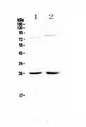NMU / Neuromedin U Antibody - Western blot - Anti-NMU/Neuromedin U Picoband antibody