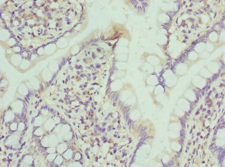 NMU / Neuromedin U Antibody - Immunohistochemistry of paraffin-embedded human small intestine at dilution 1:100