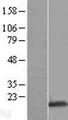 NMU / Neuromedin U Protein - Western validation with an anti-DDK antibody * L: Control HEK293 lysate R: Over-expression lysate