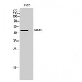 NMUR1 Antibody - Western blot of NMUR1 antibody