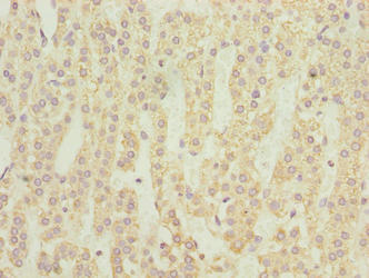 NMUR1 Antibody - Immunohistochemistry of paraffin-embedded human adrenal gland tissue using NMUR1 Antibody at dilution of 1:100