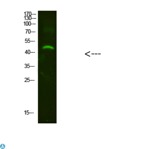 NMUR2 Antibody - Western Blot analysis of mouse-brain cells using primary antibody diluted at 1:2000 (4°C overnight). Secondary antibody:Goat Anti-rabbit IgG IRDye 800 (diluted at 1:5000, 25°C, 1 hour).