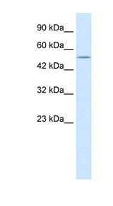 NMUR2 Antibody - NMUR2 antibody Western blot of HepG2 cell lysate. This image was taken for the unconjugated form of this product. Other forms have not been tested.