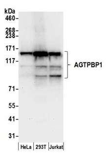 NNA1 / AGTPBP1 Antibody - Detection of human AGTPBP1 by western blot. Samples: Whole cell lysate (50 µg) from HeLa, 293T, and Jurkat cells prepared using NETN lysis buffer. Antibody: Affinity purified rabbit anti-AGTPBP1 antibody used for WB at 0.1 µg/ml. Detection: Chemiluminescence with an exposure time of 10 seconds.