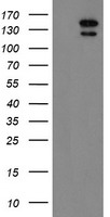 NNA1 / AGTPBP1 Antibody - HEK293T cells were transfected with the pCMV6-ENTRY control (Left lane) or pCMV6-ENTRY AGTPBP1 (Right lane) cDNA for 48 hrs and lysed. Equivalent amounts of cell lysates (5 ug per lane) were separated by SDS-PAGE and immunoblotted with anti-AGTPBP1.