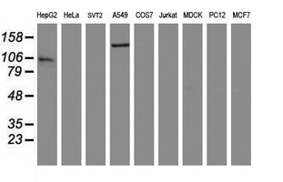 NNA1 / AGTPBP1 Antibody - Western blot of extracts (35 ug) from 9 different cell lines by using anti-AGTPBP1 monoclonal antibody (HepG2: human; HeLa: human; SVT2: mouse; A549: human; COS7: monkey; Jurkat: human; MDCK: canine; PC12: rat; MCF7: human).