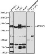NNA1 / AGTPBP1 Antibody - Western blot analysis of extracts of various cell lines, using AGTPBP1 antibody at 1:3000 dilution. The secondary antibody used was an HRP Goat Anti-Rabbit IgG (H+L) at 1:10000 dilution. Lysates were loaded 25ug per lane and 3% nonfat dry milk in TBST was used for blocking. An ECL Kit was used for detection and the exposure time was 60s.