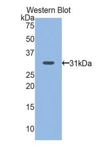 NNMT Antibody - Western blot of recombinant NNMT.  This image was taken for the unconjugated form of this product. Other forms have not been tested.