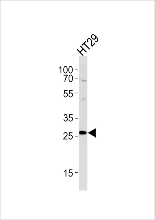 NNMT Antibody - NNMT Antibody western blot of HT29 cell line lysates (35 ug/lane). The NNMT antibody detected the NNMT protein (arrow).