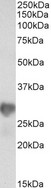 NNMT Antibody - Goat anti-NNMT (aa171-182) Antibody (0.3µg/ml) staining of HeLa lysate (35µg protein in RIPA buffer). Primary incubation was 1 hour. Detected by chemiluminescencence.