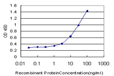 NNMT Antibody - Detection limit for recombinant GST tagged NNMT is approximately 1 ng/ml as a capture antibody.