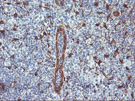 NNMT Antibody - IHC of paraffin-embedded Human tonsil using anti-NNMT mouse monoclonal antibody.