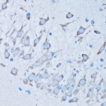 NNMT Antibody - Immunohistochemistry of paraffin-embedded mouse brain tissue.