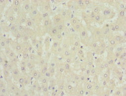 NNMT Antibody - Immunohistochemistry of paraffin-embedded human liver at dilution 1:100