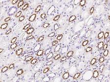 NNT Antibody - Immunochemical staining of human NNT in human kidney with rabbit polyclonal antibody at 1:5000 dilution, formalin-fixed paraffin embedded sections.