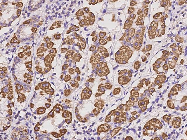 NNT Antibody - Immunochemical staining of human NNT in human stomach with rabbit polyclonal antibody at 1:100 dilution, formalin-fixed paraffin embedded sections.