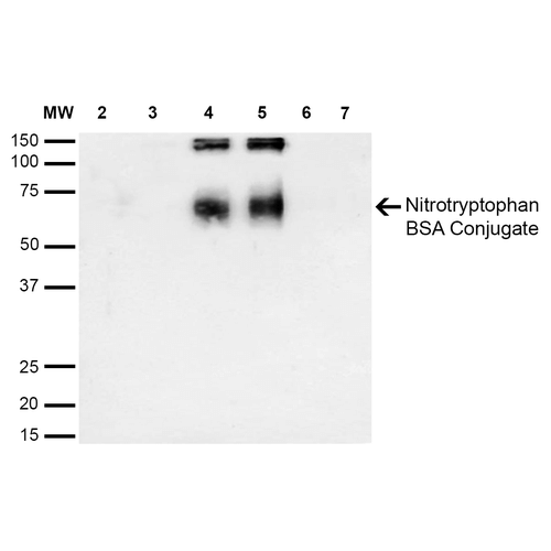 NO Tryptophan (Nitrotryptophan) Antibody - Western Blot analysis of 6-Nitrotryptophan-BSA Conjugate showing detection of 67 kDa Nitrotryptophan protein using Mouse Anti-Nitrotryptophan Monoclonal Antibody, Clone 2D12. Lane 1: Molecular Weight Ladder (MW). Lane 2: BSA (0.5 µg). Lane 3: BSA (1 µg). Lane 4: 6-Nitrotryptophan-BSA (0.5 µg). Lane 5: 6-Nitrotryptophan-BSA (1 µg). Lane 6: 7-Ketocholesterol-BSA (0.5 µg). Lane 7: 7-Ketocholesterol-BSA (1 µg). Block: 5% Skim Milk in TBST. Primary Antibody: Mouse Anti-Nitrotryptophan Monoclonal Antibody  at 1:1000 for 2 hours at RT. Secondary Antibody: Goat Anti-Mouse IgG: HRP at 1:2000 for 60 min at RT. Color Development: Luminol for 1 min. Predicted/Observed Size: 67 kDa.