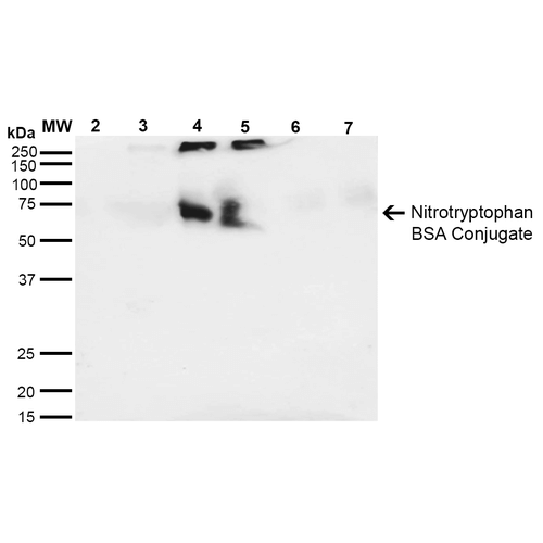 NO Tryptophan (Nitrotryptophan) Antibody - Western Blot analysis of 6-Nitrotryptophan-BSA Conjugate showing detection of 67 kDa Nitrotryptophan protein using Mouse Anti-Nitrotryptophan Monoclonal Antibody, Clone 4F8. Lane 1: Molecular Weight Ladder (MW). Lane 2: BSA (0.5 µg). Lane 3: BSA (1 µg). Lane 4: 6-Nitrotryptophan-BSA (0.5 µg). Lane 5: 6-Nitrotryptophan-BSA (1 µg). Lane 6: 7-Ketocholesterol-BSA (0.5 µg). Lane 7: 7-Ketocholesterol-BSA (1 µg). Block: 5% Skim Milk in TBST. Primary Antibody: Mouse Anti-Nitrotryptophan Monoclonal Antibody  at 1:1000 for 2 hours at RT. Secondary Antibody: Goat Anti-Mouse IgG: HRP at 1:2000 for 60 min at RT. Color Development: Luminol for 1 min. Predicted/Observed Size: 67 kDa.