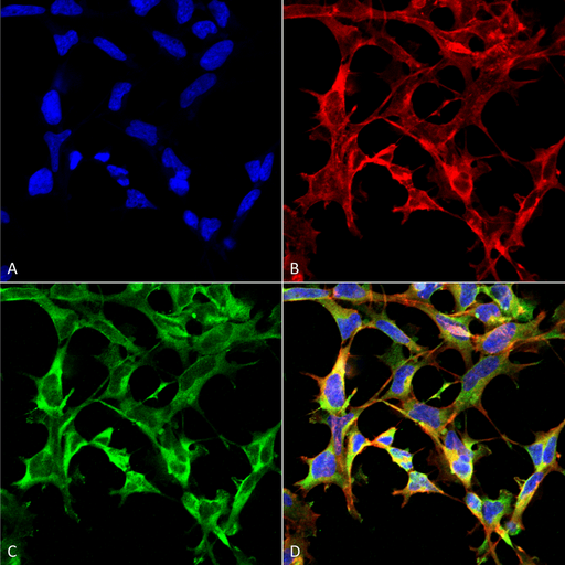 NO Tryptophan (Nitrotryptophan) Antibody - Immunocytochemistry/Immunofluorescence analysis using Mouse Anti-Nitrotryptophan Monoclonal Antibody, Clone 4F8. Tissue: Embryonic kidney epithelial cell line (HEK293). Species: Human. Fixation: 5% Formaldehyde for 5 min. Primary Antibody: Mouse Anti-Nitrotryptophan Monoclonal Antibody  at 1:50 for 30-60 min at RT. Secondary Antibody: Goat Anti-Mouse Alexa Fluor 488 at 1:1500 for 30-60 min at RT. Counterstain: Phalloidin Alexa Fluor 633 F-Actin stain; DAPI (blue) nuclear stain at 1:250, 1:50000 for 30-60 min at RT. Localization: Cytoplasmic. Magnification: 20X (2X Zoom). (A) DAPI (blue) nuclear stain. (B) Phalloidin Alexa Fluor 633 F-Actin stain. (C) Nitrotryptophan Antibody. (D) Composite. Courtesy of: Dr. Robert Burke, University of Victoria.