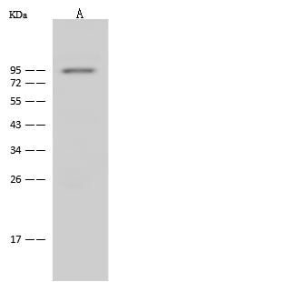 NOA1 / C4orf14 Antibody - Anti-NOA1 rabbit polyclonal antibody at 1:500 dilution. Lane A: Raji Whole Cell Lysate. Lysates/proteins at 30 ug per lane. Secondary: Goat Anti-Rabbit IgG (H+L)/HRP at 1/10000 dilution. Developed using the ECL technique. Performed under reducing conditions. Predicted band size: 78 kDa. Observed band size: 93 kDa.