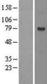 NOA1 / C4orf14 Protein - Western validation with an anti-DDK antibody * L: Control HEK293 lysate R: Over-expression lysate