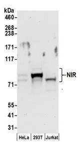 NOC2L Antibody - Detection of human NIR by western blot. Samples: Whole cell lysate (50 µg) from HeLa, HEK293T, and Jurkat cells prepared using NETN lysis buffer. Antibodies: Affinity purified rabbit anti-NIR antibody used for WB at 0.1 µg/ml. Detection: Chemiluminescence with an exposure time of 30 seconds.