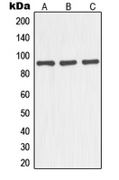 NOC3L Antibody - Western blot analysis of NOC3L expression in HEK293T (A); mouse liver (B); rat kidney (C) whole cell lysates.