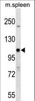NOD1 Antibody - Mouse Nod1 Antibody western blot of mouse spleen tissue lysates (35 ug/lane). The Nod1 antibody detected the Nod1 protein (arrow).