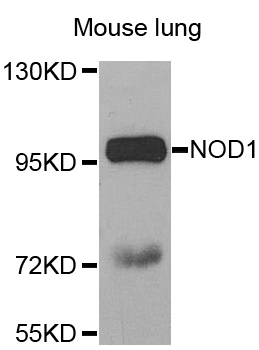 NOD1 Antibody - Western blot analysis of extracts of mouse lung, using NOD1 antibody at 1:1000 dilution. The secondary antibody used was an HRP Goat Anti-Rabbit IgG (H+L) at 1:10000 dilution. Lysates were loaded 25ug per lane and 3% nonfat dry milk in TBST was used for blocking.