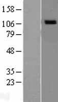 NOD1 Protein - Western validation with an anti-DDK antibody * L: Control HEK293 lysate R: Over-expression lysate