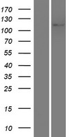 NOD3 / NLRC3 Protein - Western validation with an anti-DDK antibody * L: Control HEK293 lysate R: Over-expression lysate