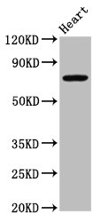 NOD8 / NLRP10 Antibody - Positive Western Blot detected in Rat heart tissue. All lanes: NLRP10 antibody at 4.9 µg/ml Secondary Goat polyclonal to rabbit IgG at 1/50000 dilution. Predicted band size: 76 KDa. Observed band size: 76 KDa