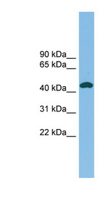 NODAL Antibody - NODAL antibody Western blot of THP-1 cell lysate. This image was taken for the unconjugated form of this product. Other forms have not been tested.
