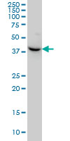 NODAL Antibody - NODAL monoclonal antibody (M03), clone 5C3 Western blot of NODAL expression in HeLa.