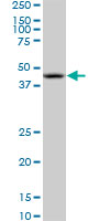 NODAL Antibody - NODAL monoclonal antibody (M03), clone 5C3. Western blot of NODAL expression in PC-12.