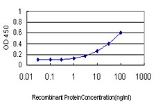 NODAL Antibody - Detection limit for recombinant GST tagged NODAL is approximately 0.3 ng/ml as a capture antibody.