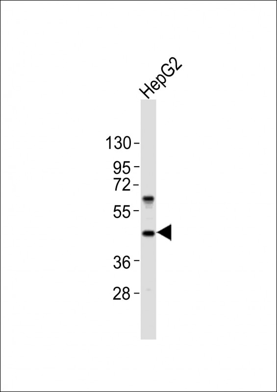 NODAL Antibody - Anti-NODAL Antibody at 1:1000 dilution + HepG2 whole cell lysates Lysates/proteins at 20 ug per lane. Secondary Goat Anti-Rabbit IgG, (H+L), Peroxidase conjugated at 1/10000 dilution Predicted band size : 40 kDa Blocking/Dilution buffer: 5% NFDM/TBST.