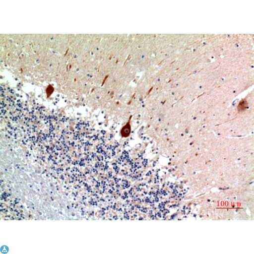 NODAL Antibody - Western Blot (WB) analysis of HeLa lysis using NODAL antibody.