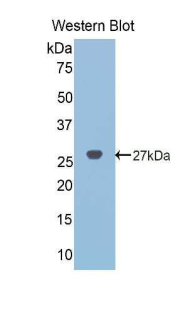 NOG / Noggin Antibody - Western blot of recombinant NOG / Noggin.  This image was taken for the unconjugated form of this product. Other forms have not been tested.
