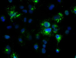 NOG / Noggin Antibody - Anti-Nog mouse monoclonal antibody immunofluorescent staining of COS7 cells transiently transfected by pCMV6-ENTRY Nog.