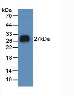 NOG / Noggin Antibody - Western Blot; Sample: Recombinant NOG, Human.