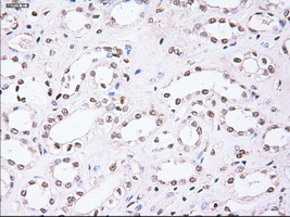 NOG / Noggin Antibody - Immunohistochemical staining of paraffin-embedded kidney using anti-Nog mouse monoclonal antibody.