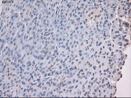 NOG / Noggin Antibody - Immunohistochemical staining of paraffin-embedded pancreas using anti-Nog mouse monoclonal antibody.
