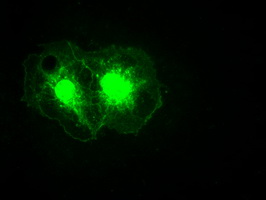 NOG / Noggin Antibody - Anti-Nog mouse monoclonal antibody  immunofluorescent staining of COS7 cells transiently transfected by pCMV6-ENTRY Nog.