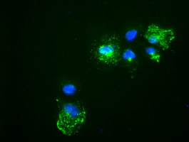 NOG / Noggin Antibody - Anti-Nog mouse monoclonal antibody immunofluorescent staining of COS7 cells transiently transfected by pCMV6-ENTRY Nog.