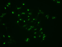 NOG / Noggin Antibody - Immunofluorescent staining of A549 cells using anti-Nog mouse monoclonal antibody.