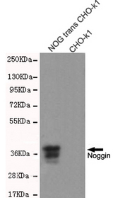 NOG / Noggin Antibody - Western blot detection of Noggin in CHO-K1 cell lysates over-expressing Noggin-PDGFR transmembrane domain fused protein using Noggin mouse monoclonal antibody (1:1000 dilution). Predicted band size: 26KDa. Observed band size:37KDa.