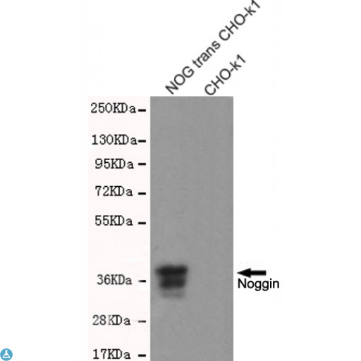 NOG / Noggin Antibody - Western blot detection of Noggin in CHO-K1 cell lysates over-expressing Noggin-PDGFR transmembrane domain fused protein using Noggin mouse mAb (1:1000 diluted). Predicted band size: 26KDa. Observed band size: 37KDa.